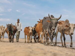 In the Rhythm of the Cows