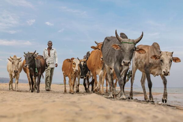 In the Rhythm of the Cows