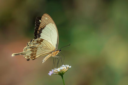 The Butterfly in the Garden