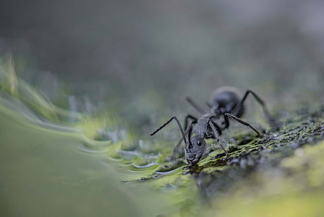 The Ant and the Water Bowl