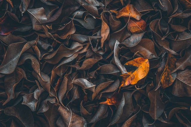 Autumn in Harmony: The Leaves in the Garden