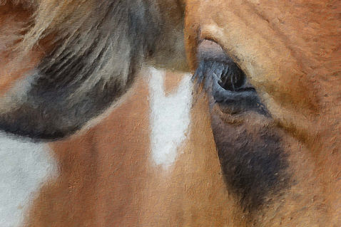 The Zebu Cow as Art