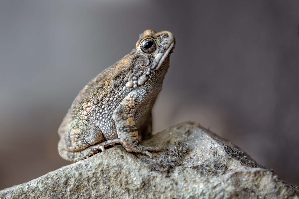 Camouflage in Nature: The African Toad