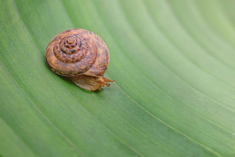 Morning Stillness: A Snail on a Leaf