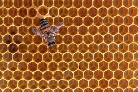The Last Bee