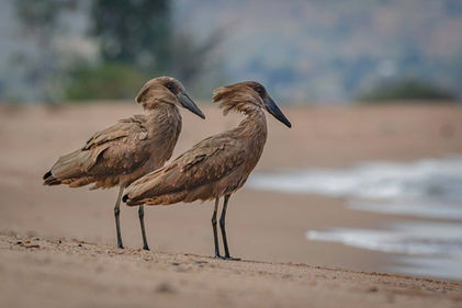 Two Hammerkops at the Shore